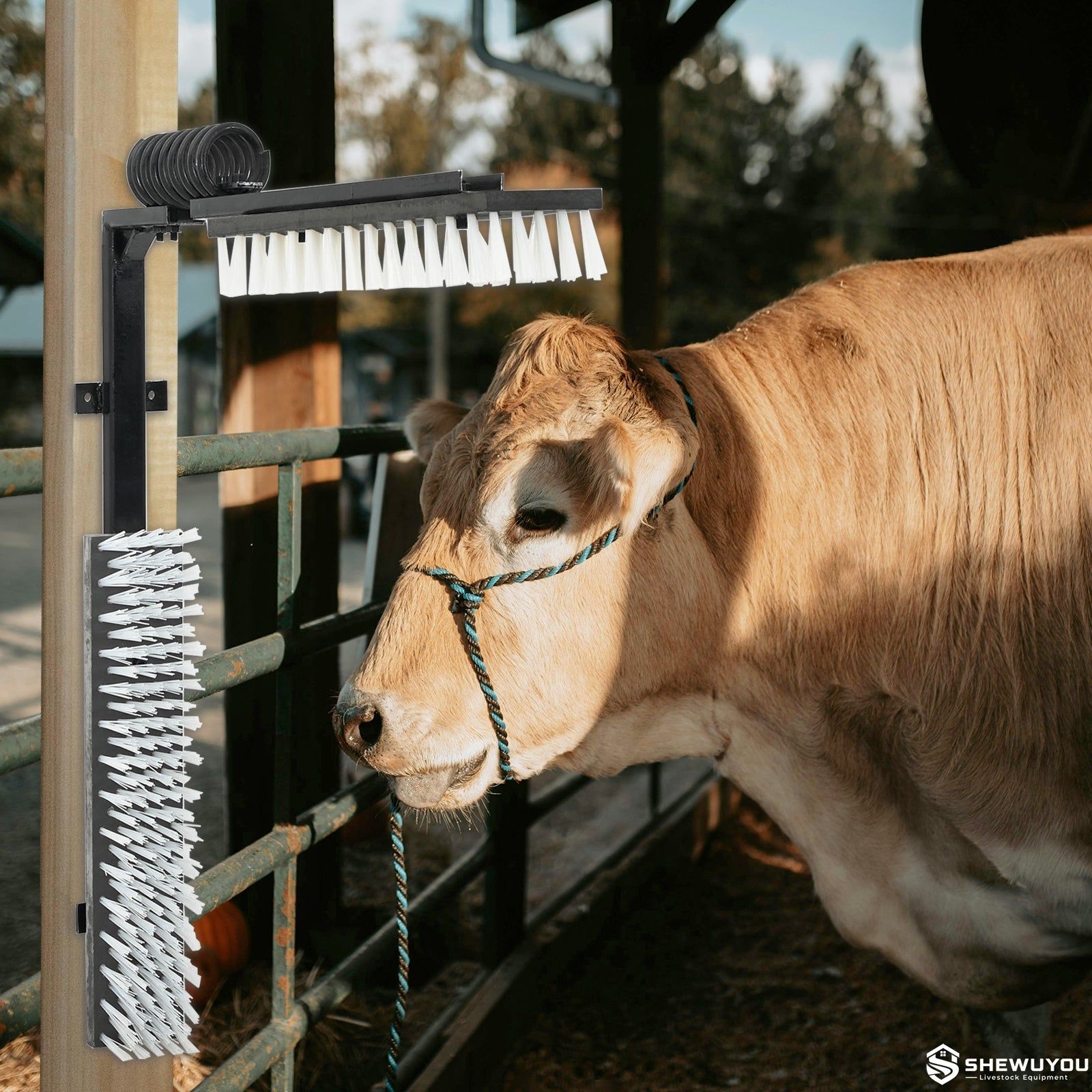 Livestock grooming brush for dairy cattle coat care