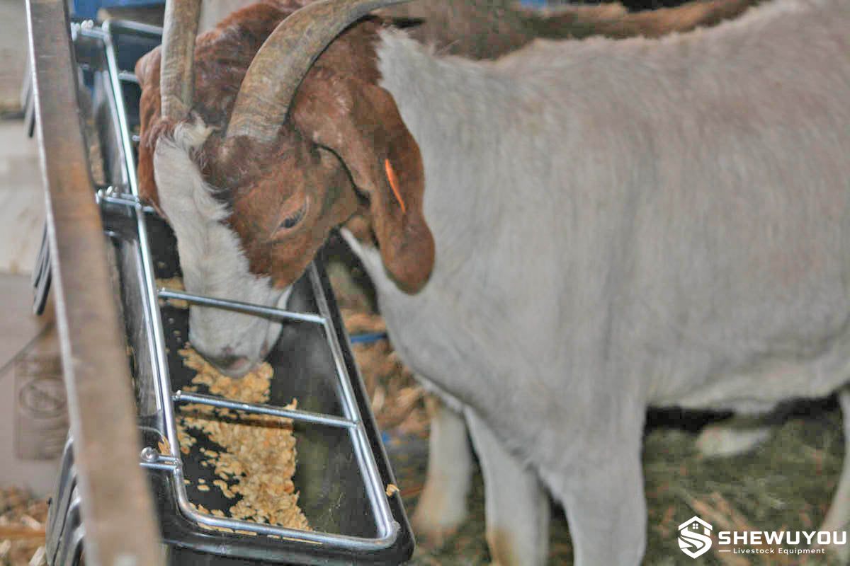 goats using concentrate feed trough