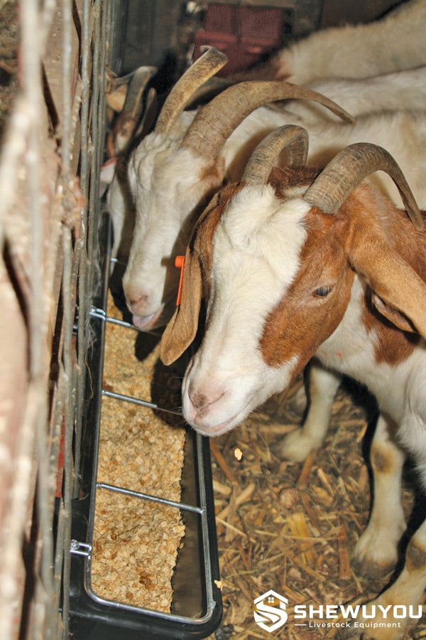 group goat feeding trough application