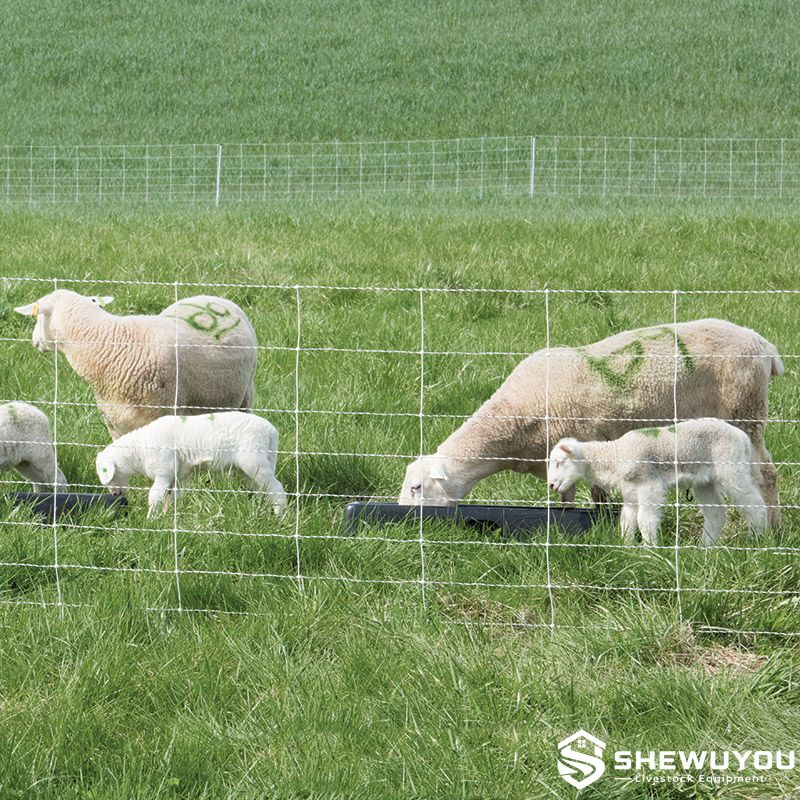 portable goat feed trough installation in pasture