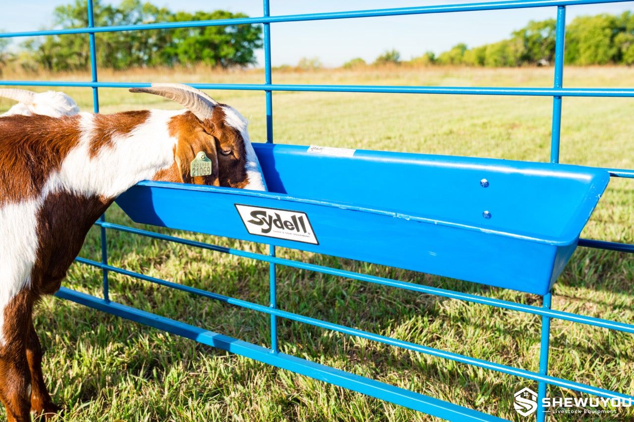goat feeding from hanging plastic trough