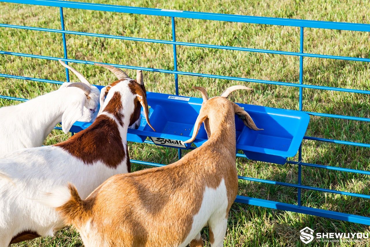goats using plastic livestock feed trough