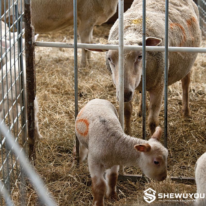 Lamb creep feeder gate for sheep feeding area