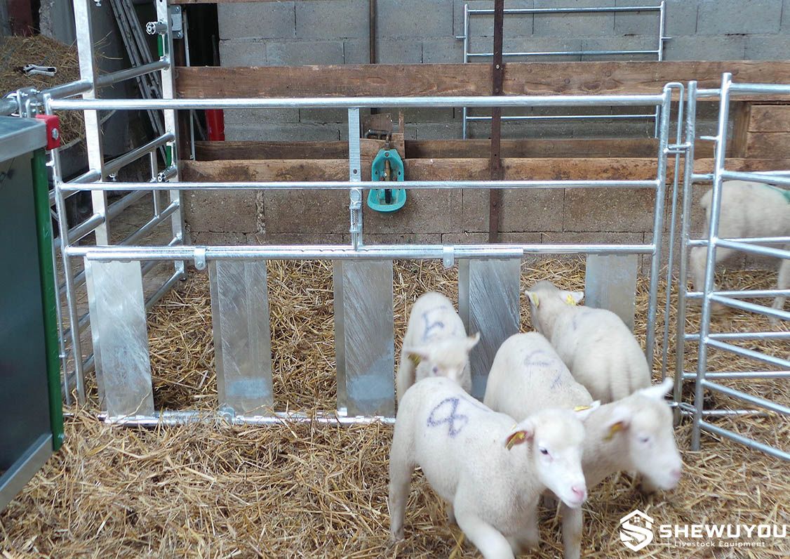 Sheep lamb creep feeding gate installed in livestock pen