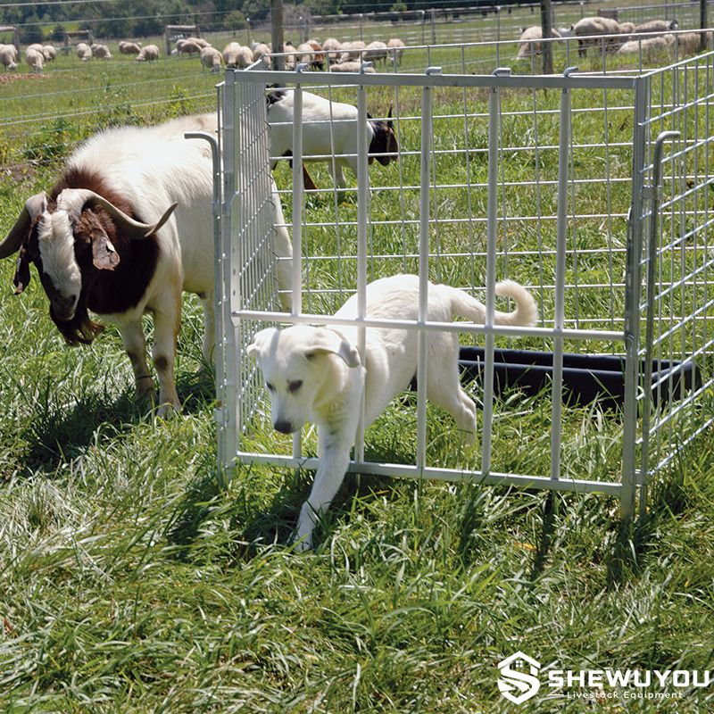 Goat kid creep feeder gate in pasture system