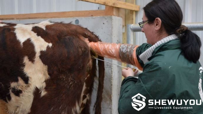 Cattle artificial insemination veterinary procedure