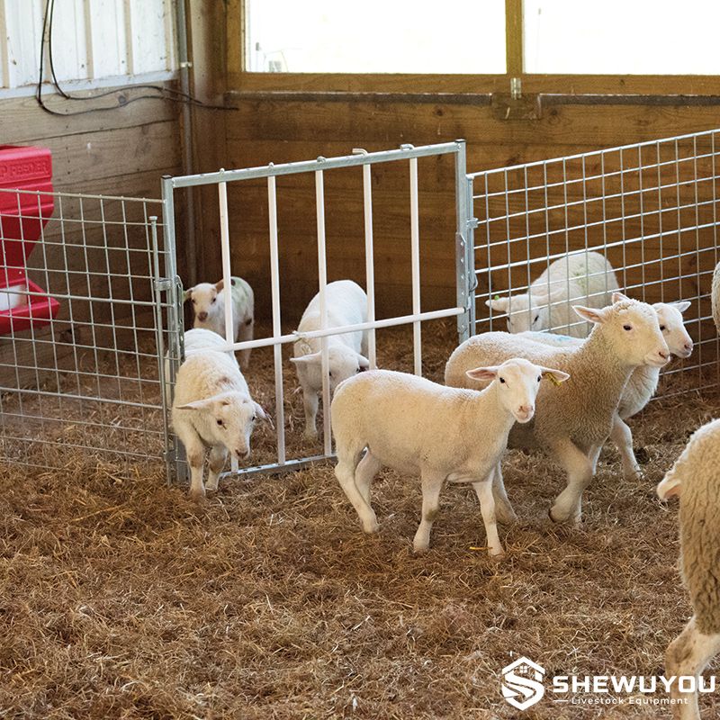Portable creep feeder gate for lambs