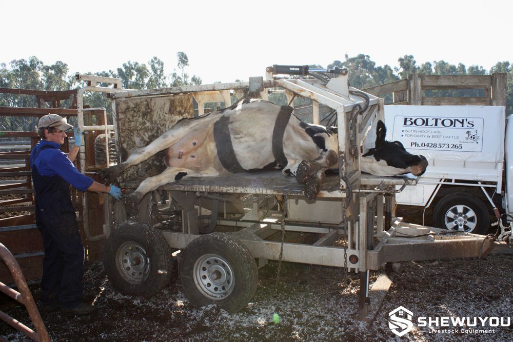 mobile cattle hoof trimming chute