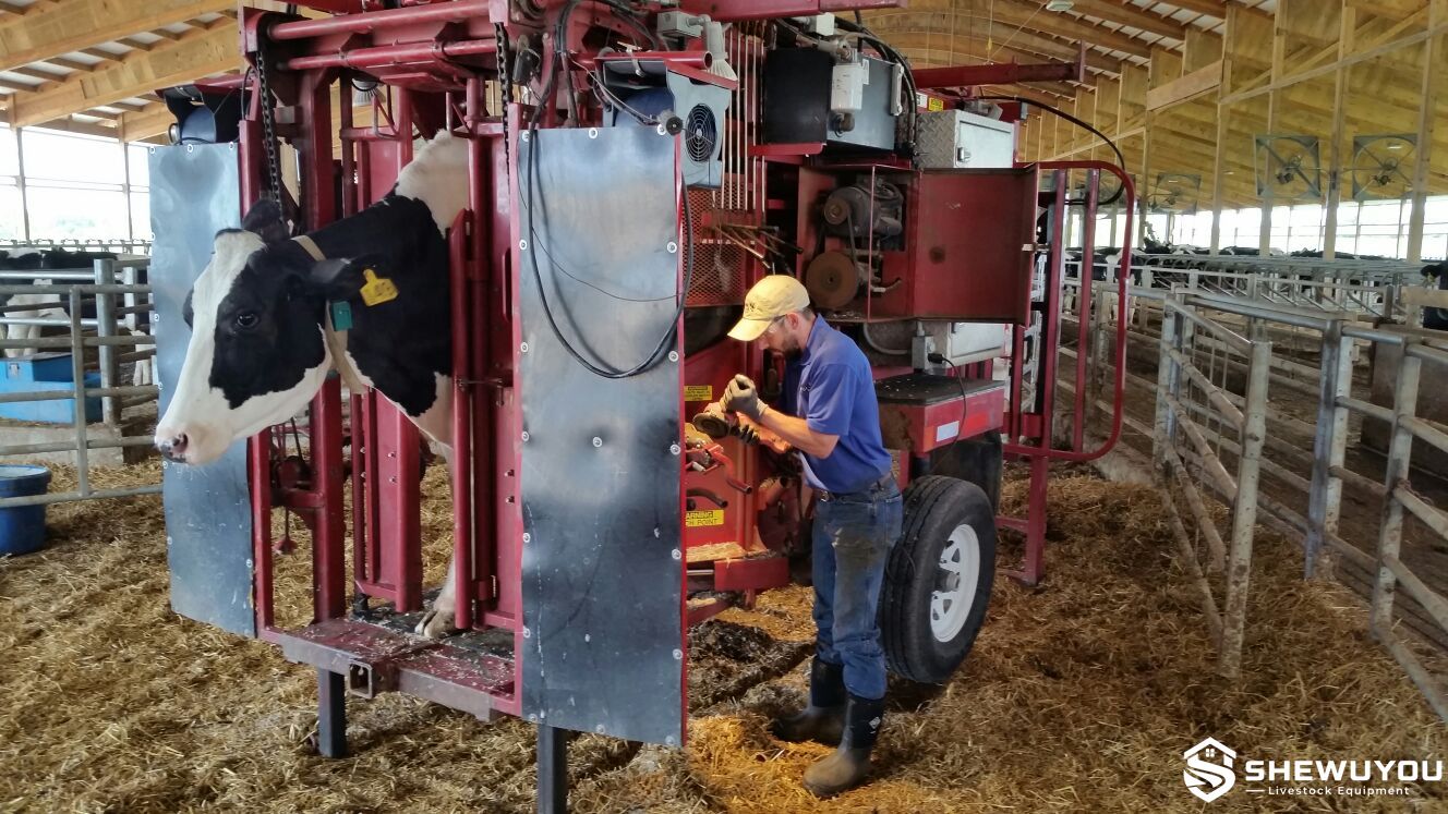professional cattle hoof trimming equipment