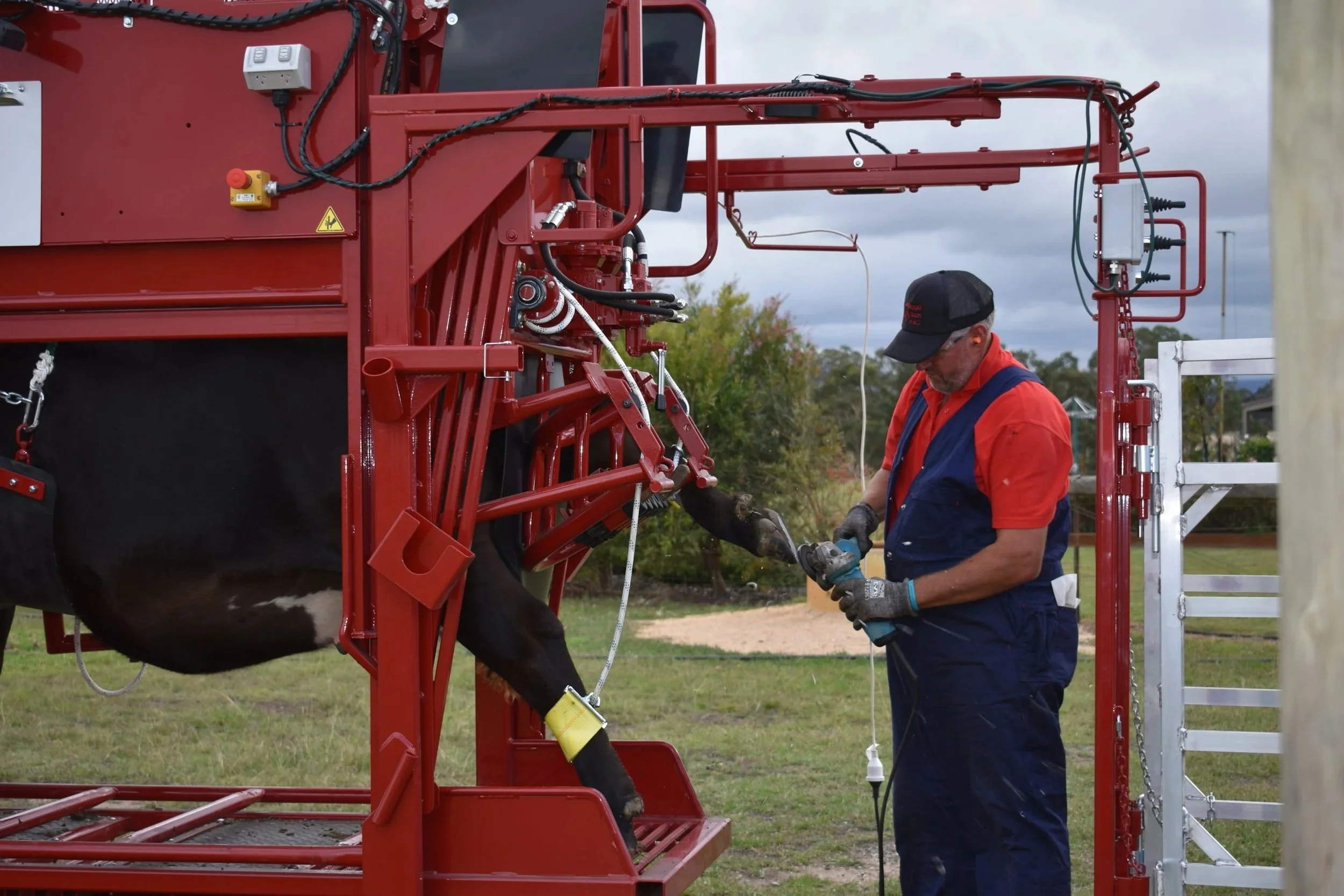 hydraulic cattle hoof trimming chute in operation