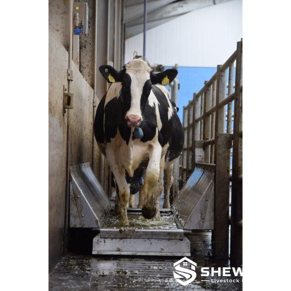 Automatic cattle footbath in a commercial dairy barn