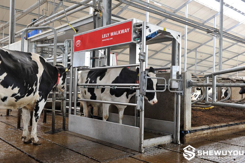 Automated cattle hoof treatment station in dairy facility