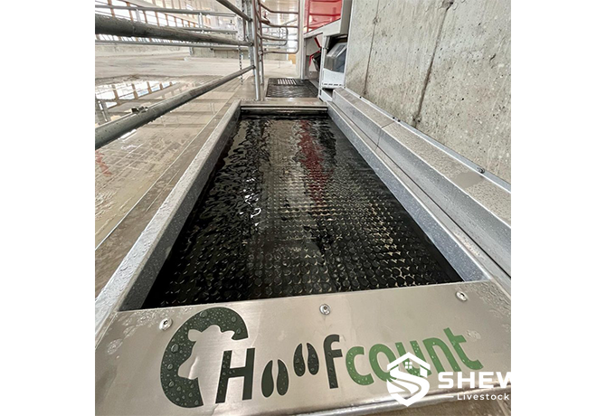 Stainless steel hoof bath installed in dairy barn