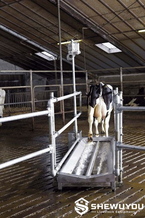 Stainless steel cattle footbath system