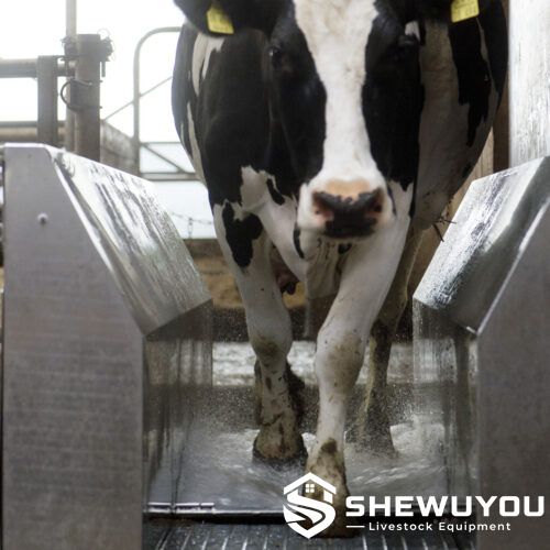 Cattle hoof washing station in livestock barn