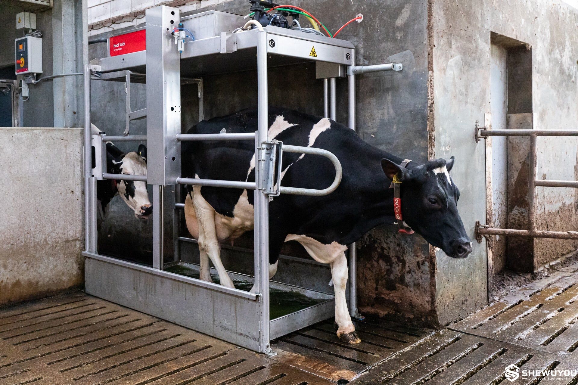 Automatic hoof bath system for commercial dairy cattle