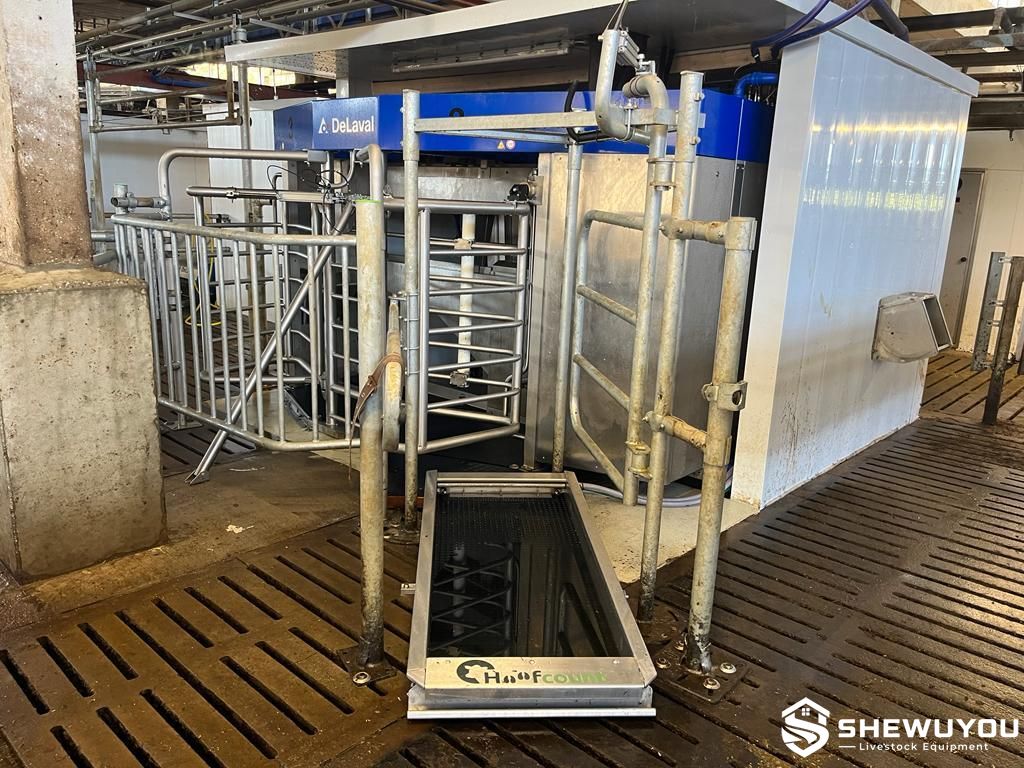 Commercial dairy cattle hoof bath installation