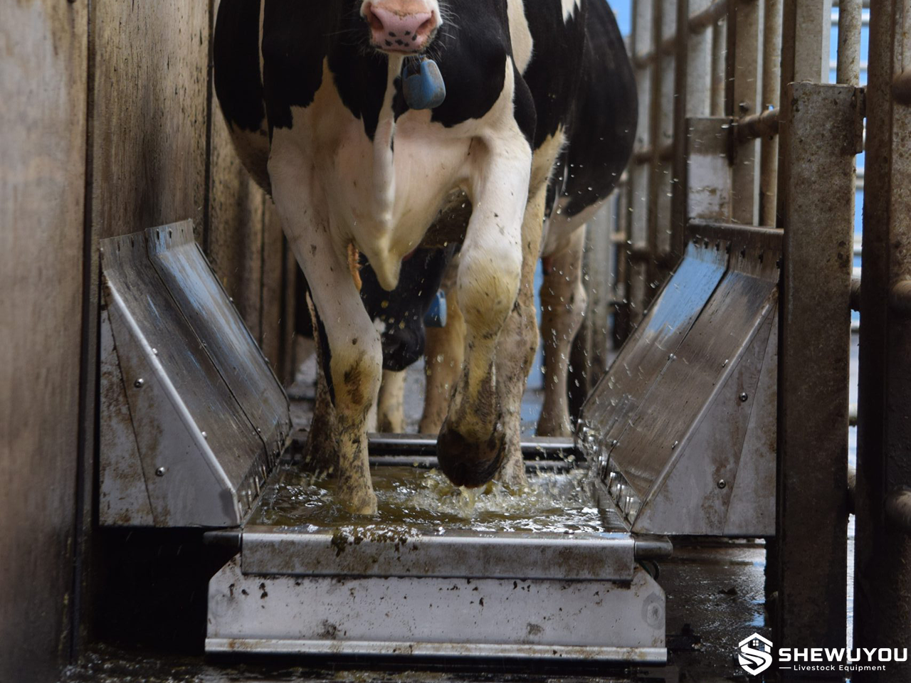 Automated cattle hoof bath cleaning equipment