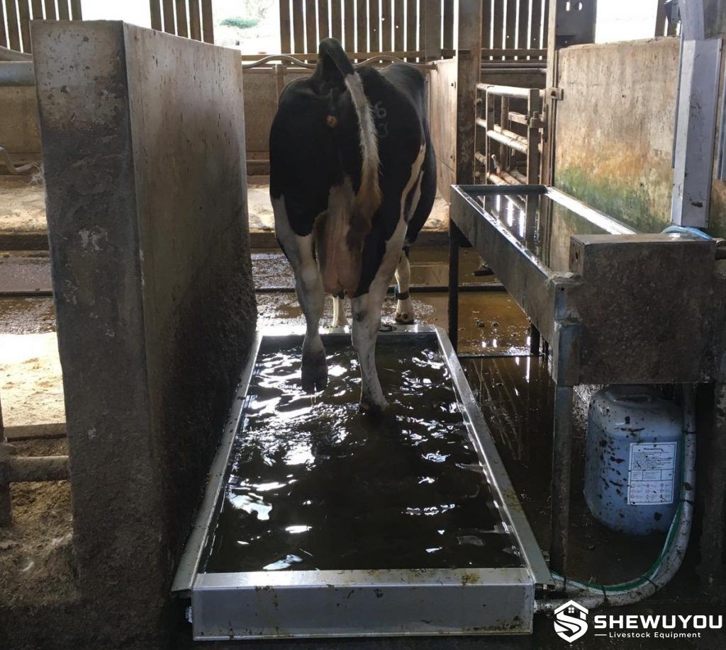Automatic cattle hoof bath system