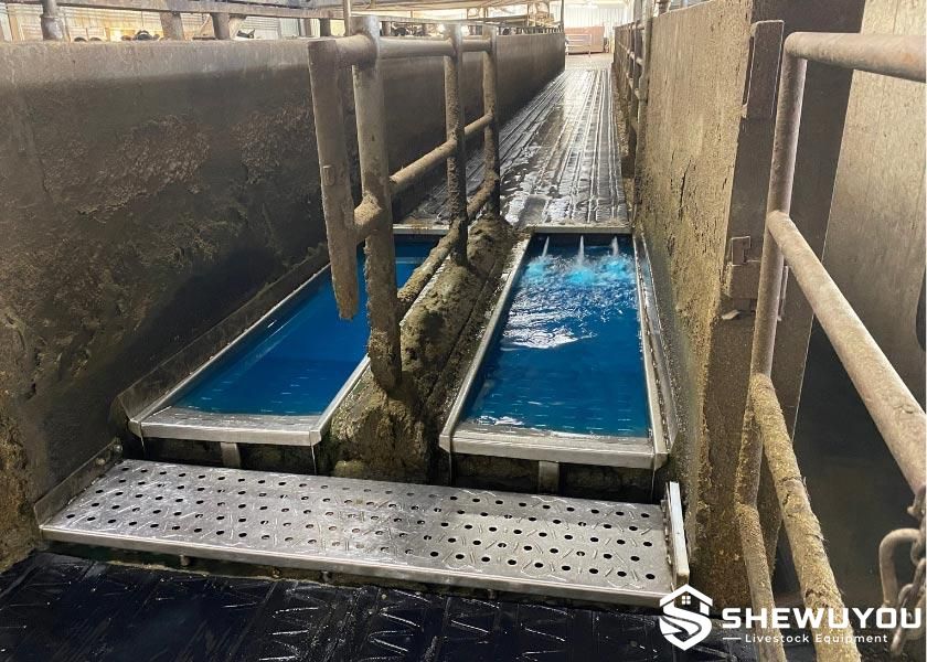 Cattle hoof health management system for dairy farms