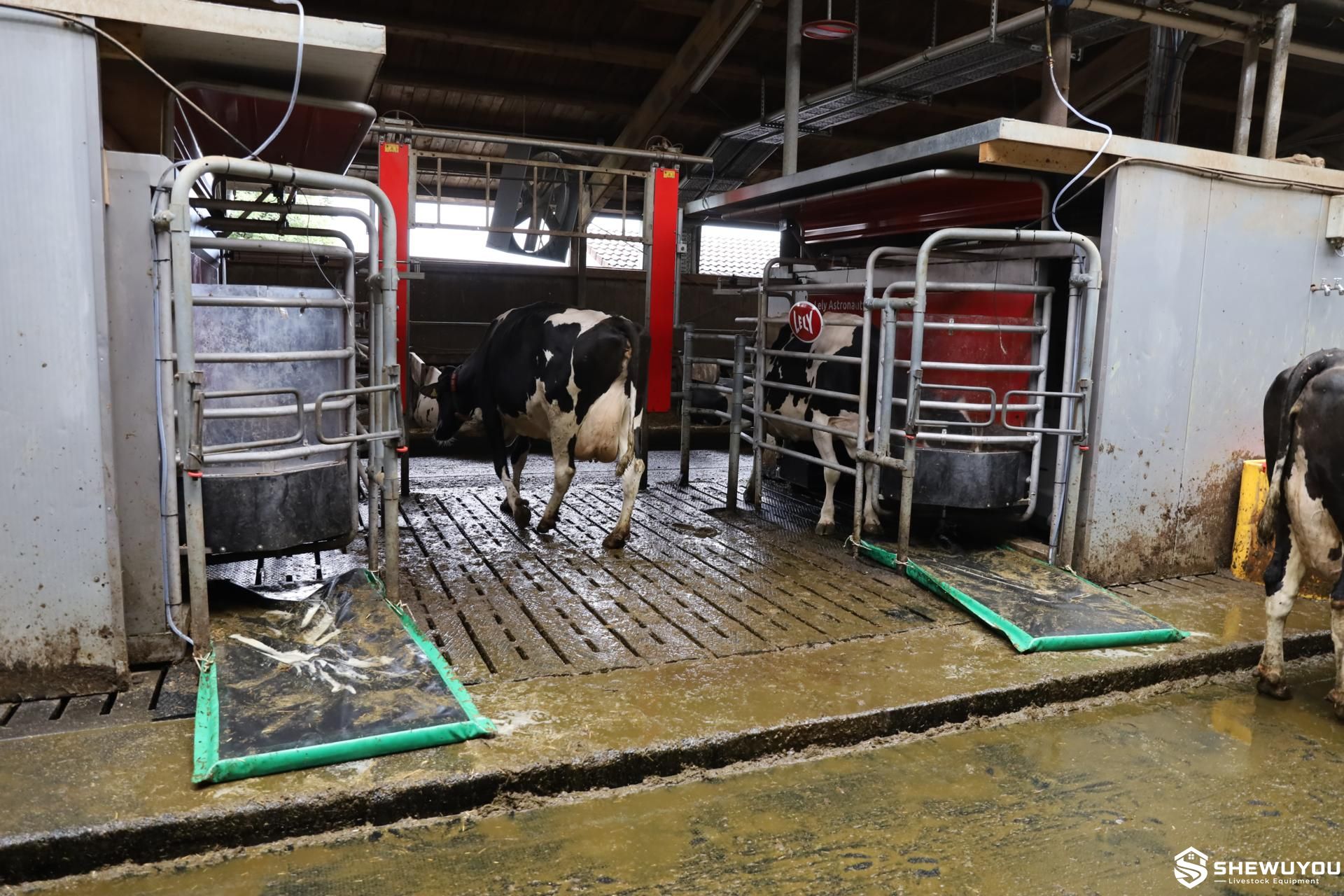 Cattle hoof care footbath installation