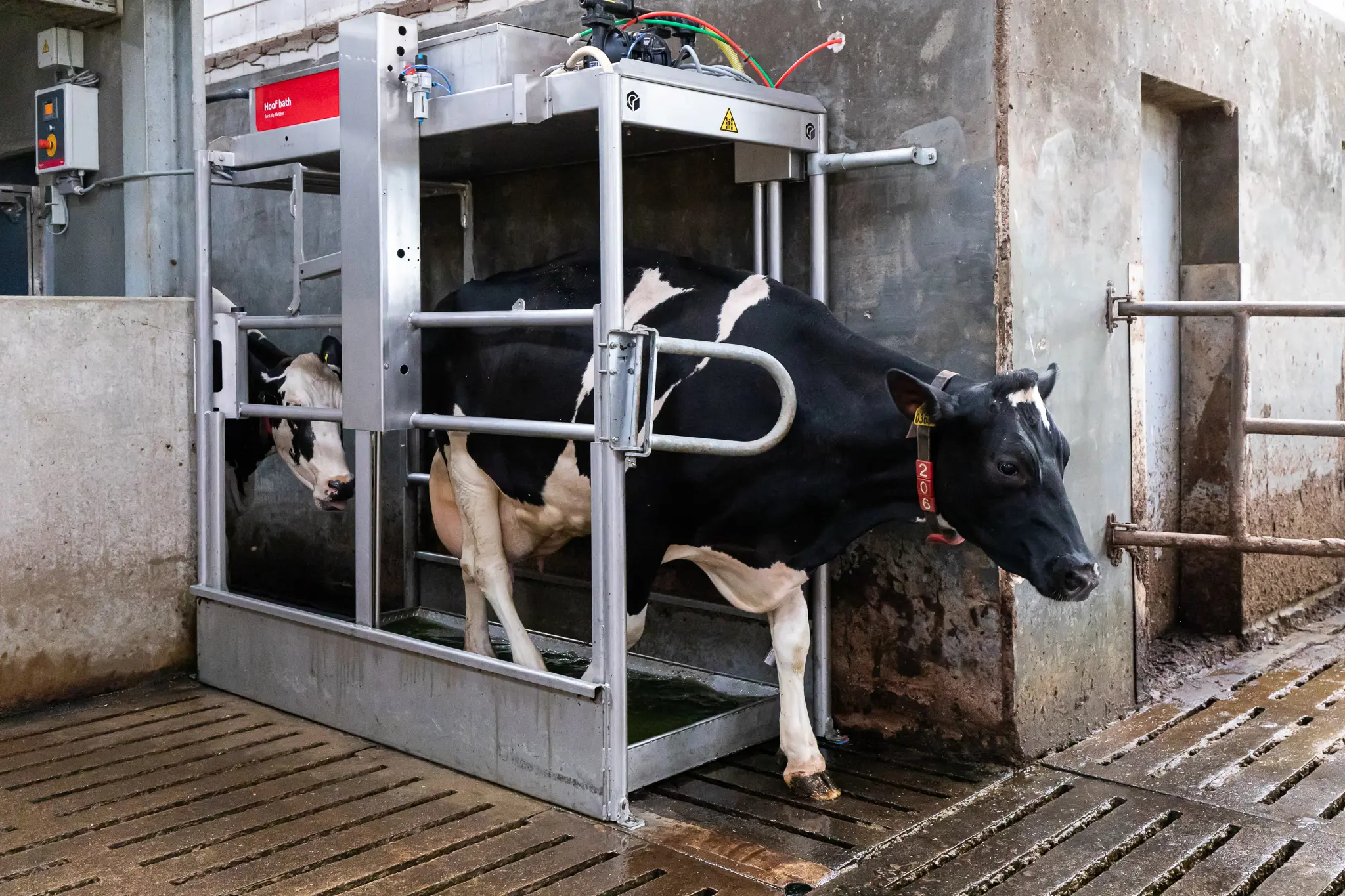 Automatic robotic milking hoof bath system