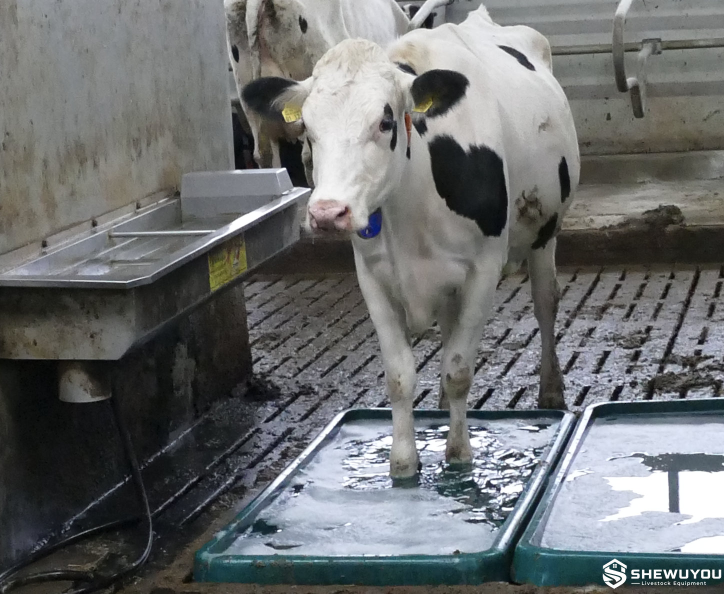 Cattle hoof treatment footbath in dairy facility