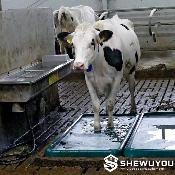 Cattle footbath and hoof care installation