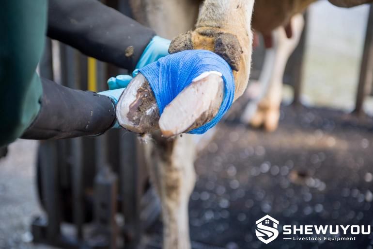 Professional cattle hoof bandaging procedure