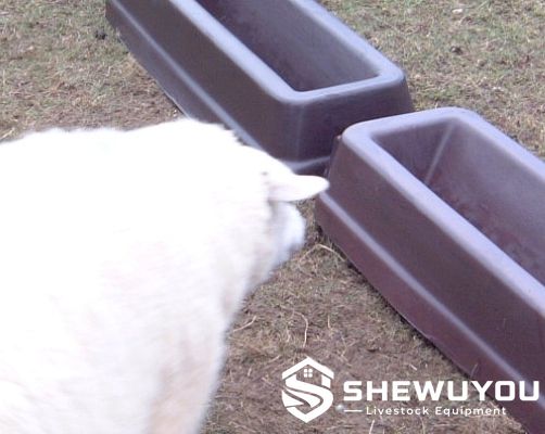 Sheep feeding trough with sheep