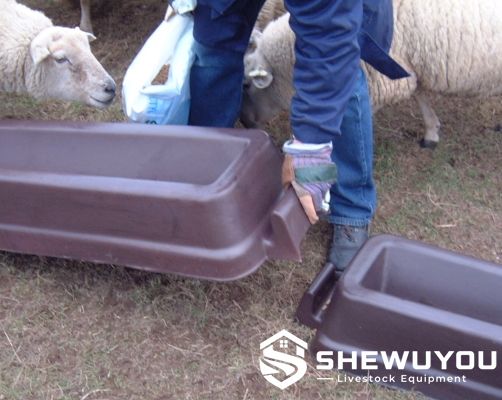 Portable sheep feed trough in livestock feeding area