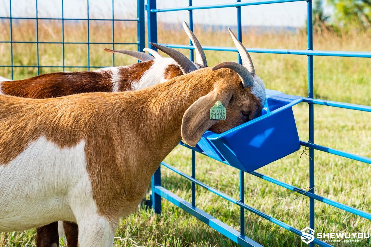Sheep and goat poly feeding trough in pasture