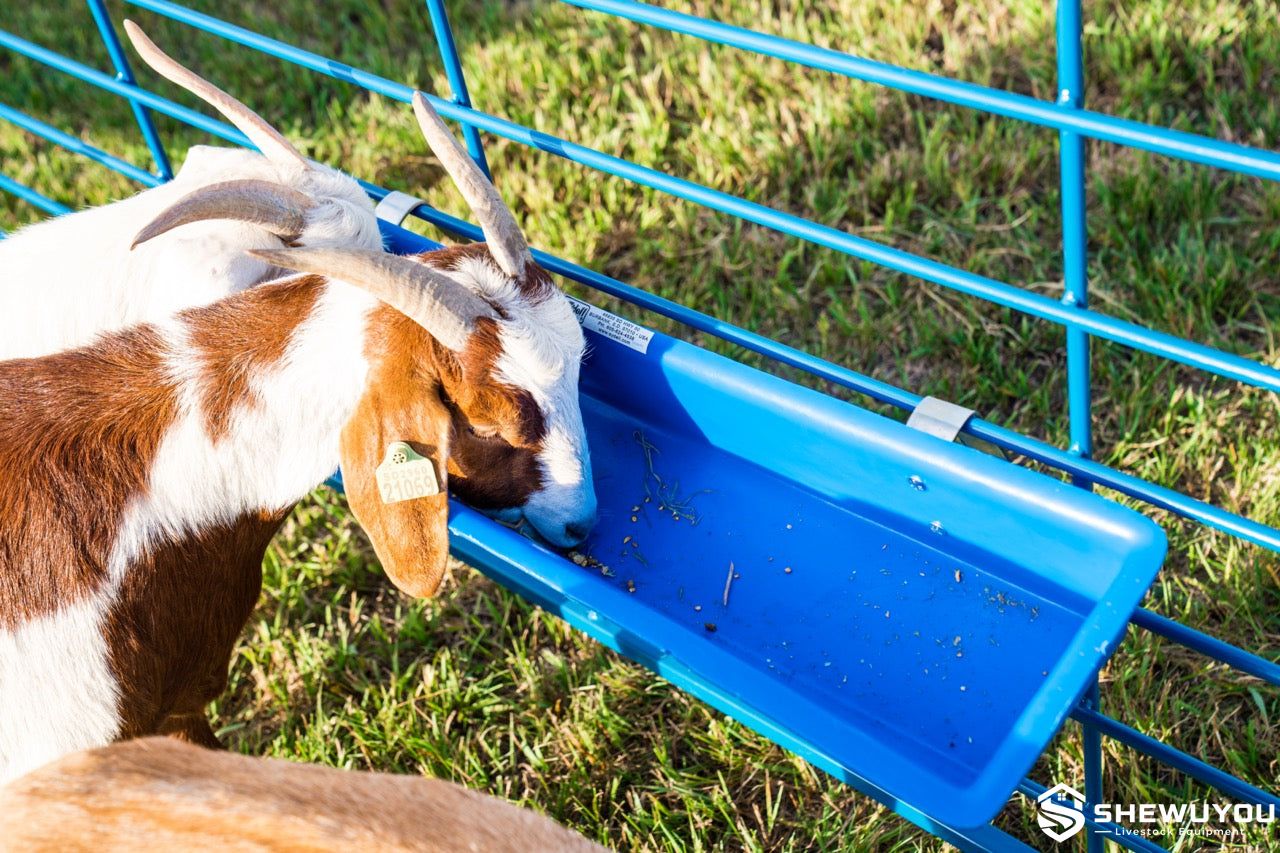 Poly trough with sheep feeding system
