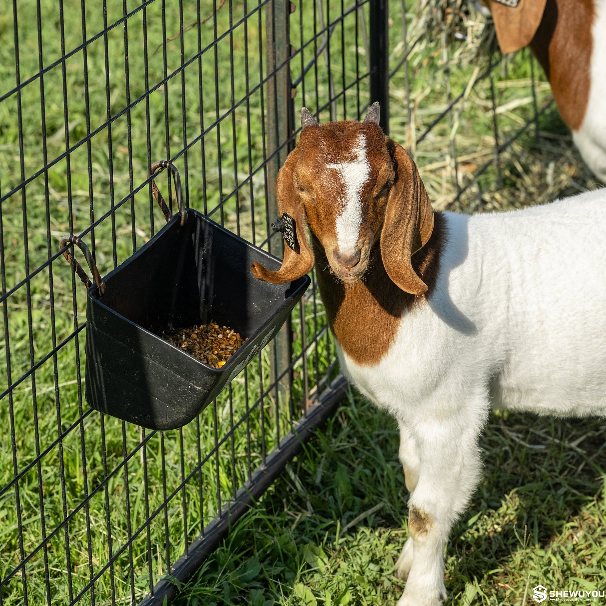 hanging goat and sheep feed trough installation