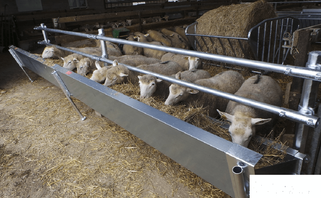 sheep feeding trough installation in livestock barn