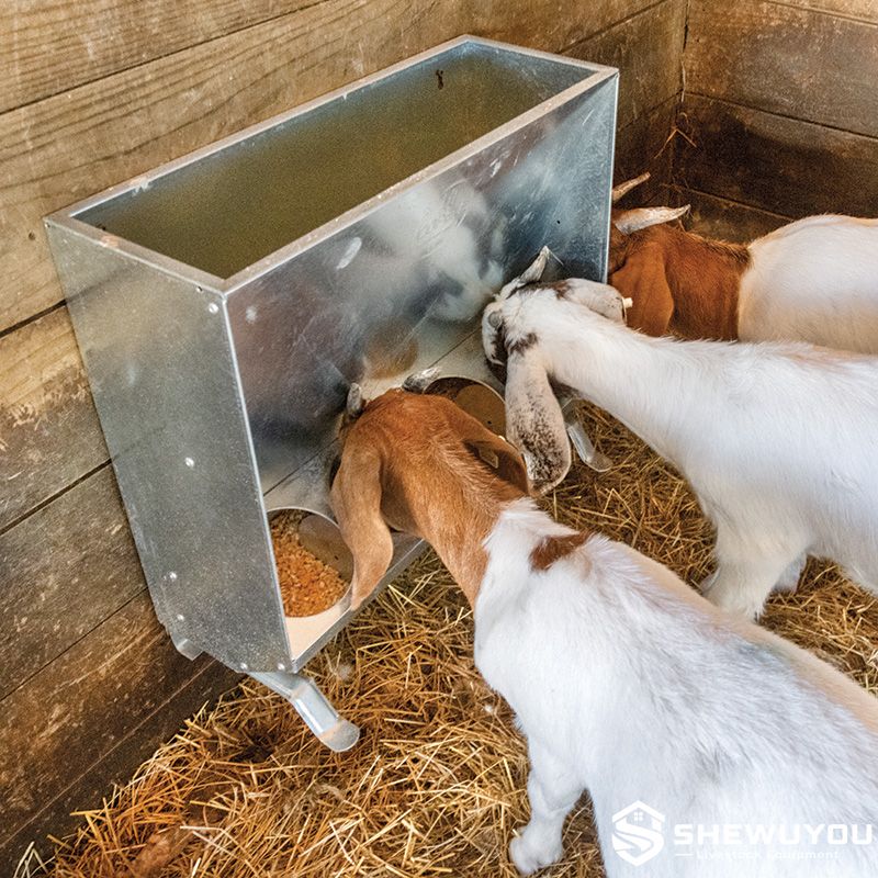 galvanized goat and sheep grain feeder installation