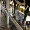 Automatic Udder Washing System