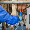 Teat Dip Solution