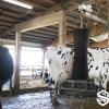Automatic Cow Brush
