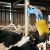 Swing Cow Brush
