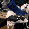 Cow Comfort Brush System