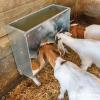 Galvanized Goat Grain Feeder