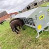 Lamb Creep Feeder