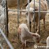  Lamb Creep Feeder Gate