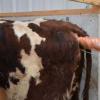 Veterinary AI Lubricant for Cattle