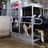 Cattle Footbath