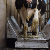 Automatic Hoof Bath Dosing System