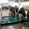 Hoof Bath Treatment System f