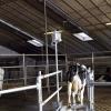 Water Saving Cattle Footbath System 