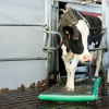 Anti-Slip Footbath Floor Mat